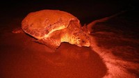 Area pantai ini pun dibuat segelap mungkin saat malam tiba. Sehingga penyu-penyu bisa bertelur dengan tenang tanpa merasa terganggu. (Umit Bektas/Reuters)