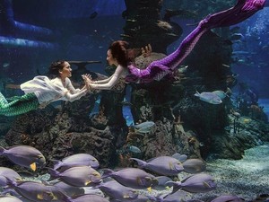 Ada Putri Duyung Berenang Dalam Mal di Jakarta, Mau Lihat?