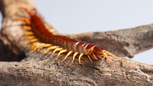 Centipede climb on the branches