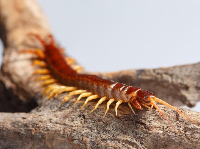 Centipede climb on the branches