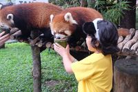 Selain Lihat Panda Lucu, Ini Keseruan Lain di Istana Panda