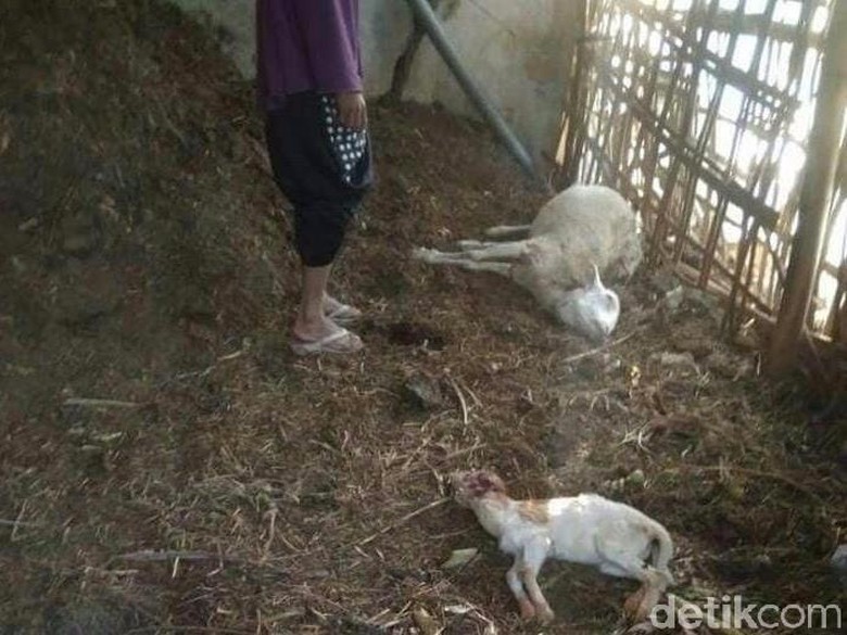 Ternak Diserang Predator, Warga: Masih Banyak Macan di Lawu Ternak Diserang Predator, Warga: Masih Banyak Macan di Lawu