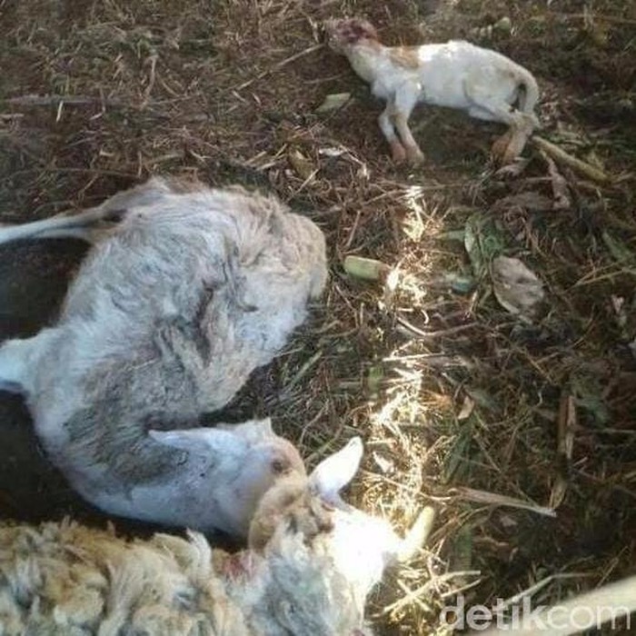 Bksda Ternak Yang Mati Di Lereng Lawu Diterkam Macan Tutul