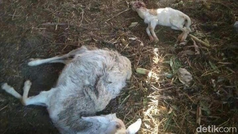 Ternak Warga di Lereng Lawu Mati Diserang Binatang  Buas 