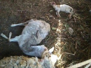 Ternak Warga di Lereng Lawu Mati Diserang Binatang Buas