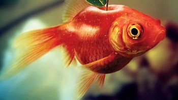 Ikan mas dan buah apel, karya Mandrak. Foto: Bored Panda