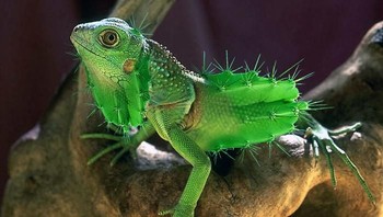 Iguana dan kaktus, alias cactameleon karya emilliom. Foto: Bored Panda