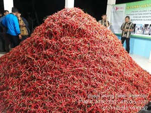 Petani Champion Amankan Pasokan Cabai saat Natal & Tahun Baru