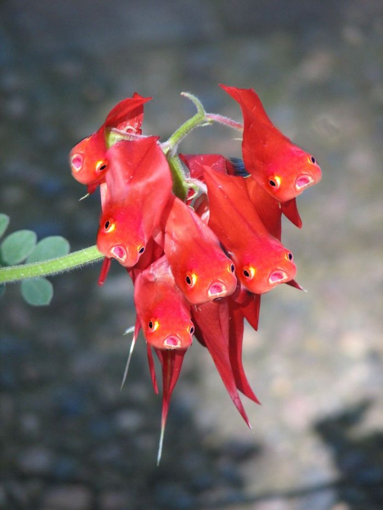 Необычные красные цветы