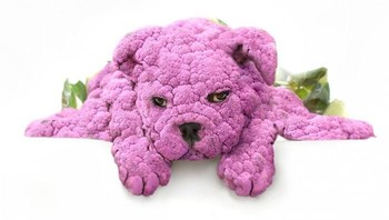 Anjing dan kembang kol ungu, karya tiredtom. Foto: Bored Panda
