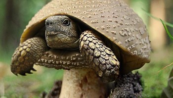 Kura-kura dan jamur alias turtleshroom, karya daniloco. Foto: Bored Panda