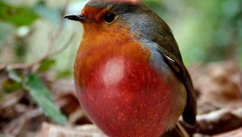 Burung dan buah apel, karya edbargut. Foto: Bored Panda