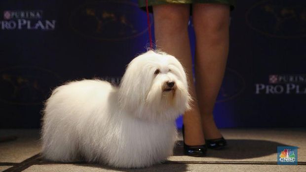 Anjing Peliharaan Ini Lucu-Lucu! Tapi Harganya....
