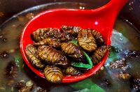 Nyam! 7 Olahan Serangga Ini Mungkin Bikin Kamu Doyan Menyantapnya