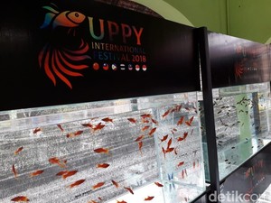 Yuk! Akhir Pekan Ini Nonton Kontes Ikan Guppy Internasional di Yogya