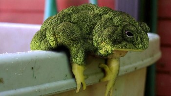Katak dan brokoli alias frogcolli, karya fnsb13. Foto: Bored Panda