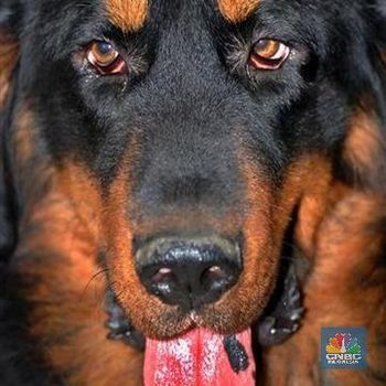 Anjing Peliharaan Ini Lucu-Lucu! Tapi Harganya....
