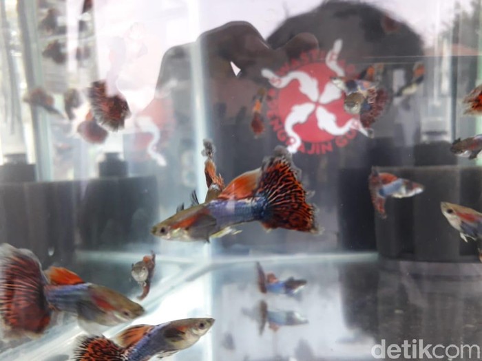 Guppy International Festival 2018 di Yogyakarta, Sabtu (3/11/2018).