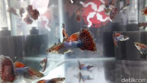 Ikan Guppy: Ikan Hias yang Awalnya Buat Pengendali Hama Nyamuk
