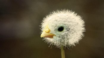 1.  Anak ayam dan bunga dandelion, karya daniloco.  Foto: Bored Panda