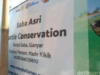 Saba Asri Turtle Conservation (Azizah/detikTravel)