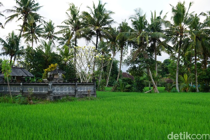 Desa Wisata Ekologis Nyambu di Tabanan, Bali