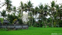Untuk paket susur sawah, traveler akan diajak menyusuri areal pesawahan Desa Nyambu yang luasnya meliputi 60% luas desa. Traveler akan akan diceritakan bagaimana kearifan lokal (sistem subak) yang masih dilestarikan oleh warga. (Wahyu/detikTravel)