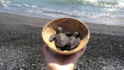 Konservasi Penyu Pantai Saba di Gianyar, Bali