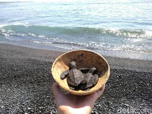 Kisah Penyelamatan Penyu dari Pantai Saba di Bali