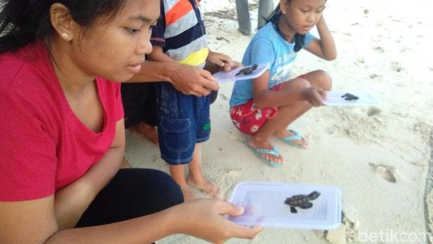 Melihat Konservasi Penyu Di Pulau Legon Jaten Karimunjawa