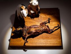 Hii... 10 Makanan Ini Paling Menjijikkan di Disgusting Food Museum