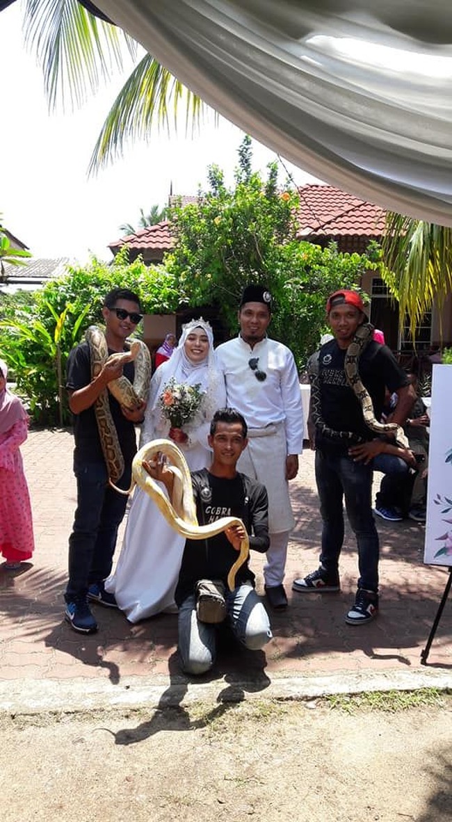 Ada 15 orang penakluk ular terlatih yang berada di sekitar kawasan photoshoot pernikahan Farhana dan Kama. Mereka merupakan tim dari komunitas Hamadryad, Temerloh Exotic Crew, dan pengantin pria merupakan anggota dari komunitas tersebut yang telah terlatih mengendalikan king kobra. Foto: Facebook Mohd Sabron Jamil