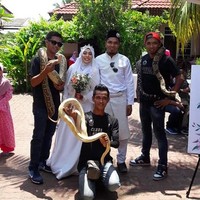 Ada 15 orang penakluk ular terlatih yang berada di sekitar kawasan photoshoot pernikahan Farhana dan Kama. Mereka merupakan tim dari komunitas Hamadryad, Temerloh Exotic Crew, dan pengantin pria merupakan anggota dari komunitas tersebut yang telah terlatih mengendalikan king kobra. Foto: Facebook Mohd Sabron Jamil