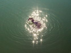 Menarik! Deretan Foto Dijepret dengan Angle dan Momen Pas