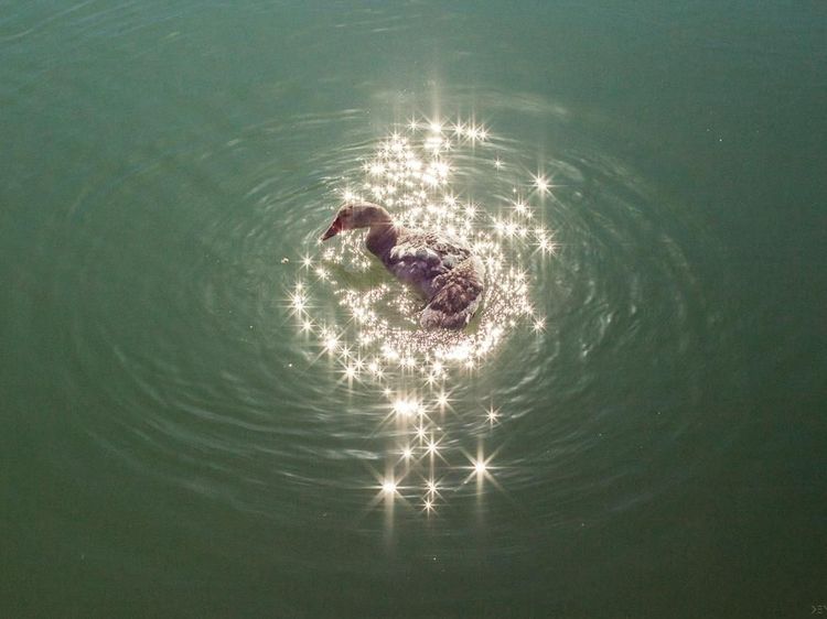 Menarik! Deretan Foto Dijepret dengan Angle dan Momen Pas