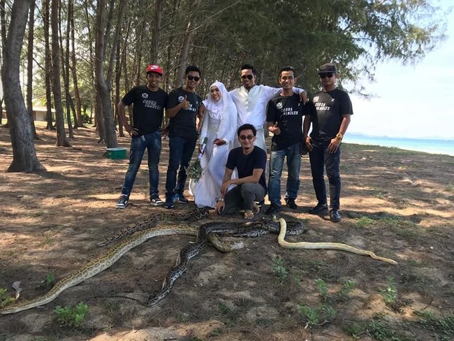 Banyak netizen yang merasa takut sekaligus terpana melihat foto pernikahan pasangan tersebut bersama ular king kobra. Hiii seram, ini serius bukan main-main? Kalau aku tak mungkin berani, komentar netizen Foto: Facebook Mohd Sabron Jamil