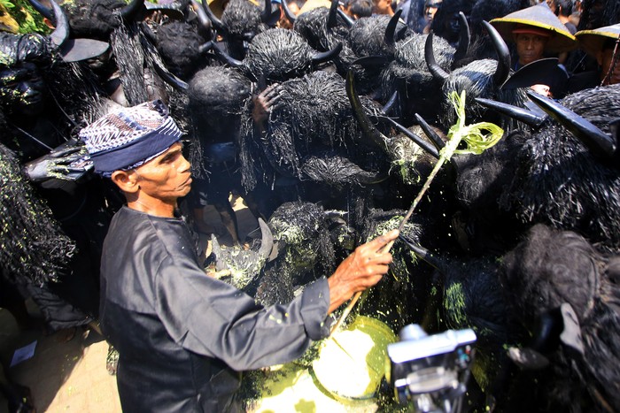 Tiap tahunnya masyarakat Desa Alasmalang di Banyuwangi melaksanakan tradisi Kebo-keboan. Tradisi itu merupakan ungkapan rasa syukur atas panen yang berlimpah.