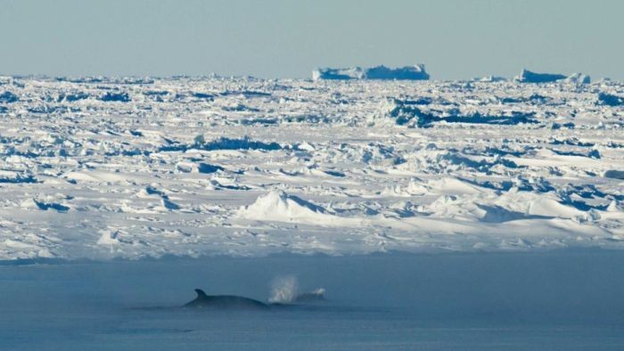 Ilmuwan Temukan Parasit dalam Jumlah Besar di Antartika