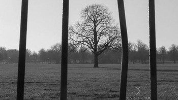 Kekuatan pohon. Foto: Denis Cherim