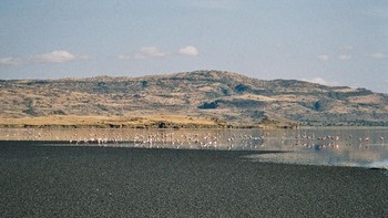 Danau Natron di Tanzania membuat banyak hewan menjadi mirip mumi di dalamnya. Foto: Wikimedia.org