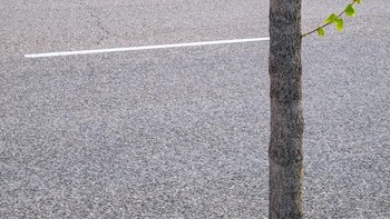 Dua dahan. Foto: Denis Cherim