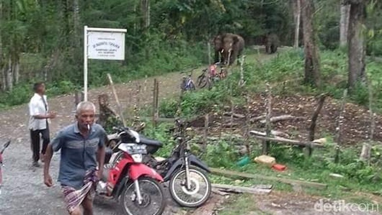 Lihat Gajah Masuk Perkampungan di Aceh, 2 Bocah Pingsan Lihat Gajah Masuk Perkampungan di Aceh, 2 Bocah Pingsan