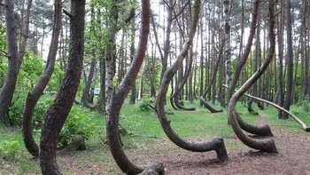 Hutan di Polandia ini memiliki lebih dari 400 pohon pinus dengan bentuk bengkok. Masih misteri soal siapa yang menanam, alasannya, serta bagaimana tumbuhan itu bisa berbentuk aneh. Foto: Wikimedia.org