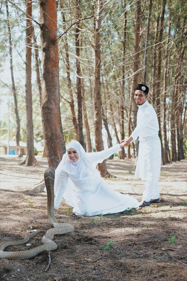Foto pernikahan biasanya memperlihatan momen kemesraan di antara pasangan. Tapi, pasangan di Malaysia ini jadi perhatian karena foto pernikahan dengan ular king kobra. Foto: Twitter @takoball_