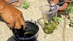 Berkenalan dengan Tradisi Kebo-keboan Para Petani di Banyuwangi
