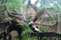Cai Tao di dalam exhibit outdoor (Foto: Raras Prawitaningrum/detikcom)