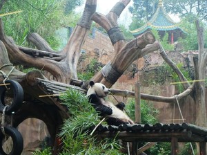Puncak Bogor Punya Restoran yang Hadirkan Panda