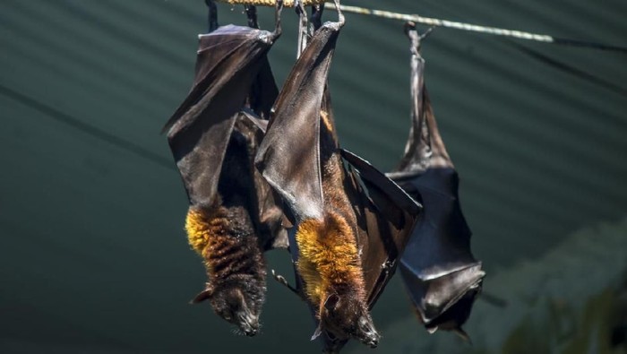 kelelawar dark bats in the city