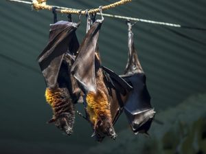Kata WHO soal Wabah Misterius di RD Kongo, Berawal dari Makan Kelelawar