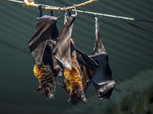 Kata WHO soal Wabah Misterius di RD Kongo, Berawal dari Makan Kelelawar